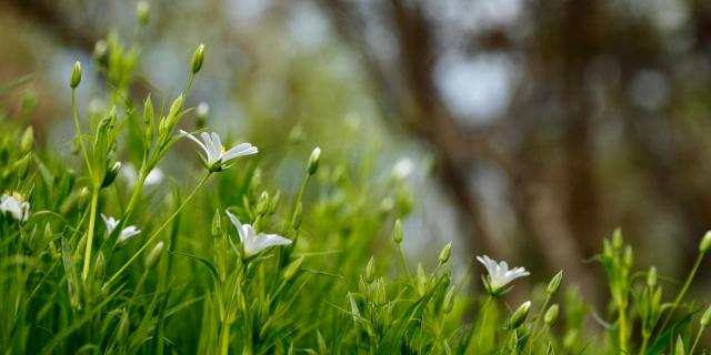 GrassFlowers