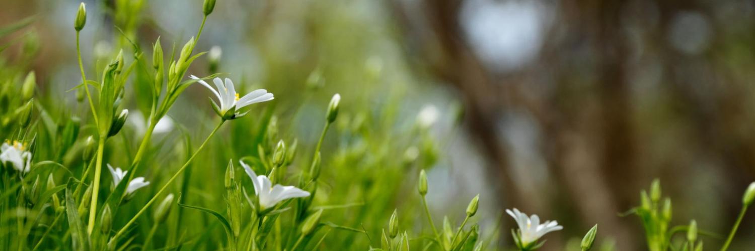 GrassFlowers